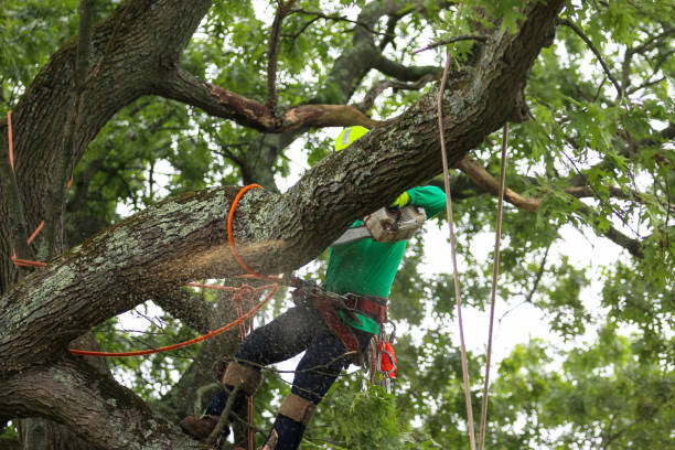 Landscape Design and Installation in Kingstree, SC